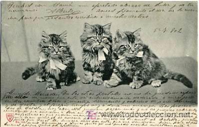 Postcards: POSTAL ILUSTRADA, GATOS Y GATITOS     P12567