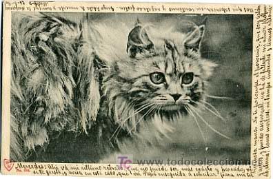 Postcards: POSTAL ILUSTRADA, GATOS Y GATITOS      P12572