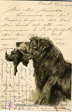 Postcards: POSTAL ILUSTRADA, PERROS Y PERRITOS, PAJAROS Y PAJARITOS, CON RELIEVE P12606