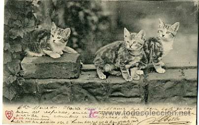 Postcards: POSTAL ILUSTRADA,  GATOS Y GATITOS,         P12651