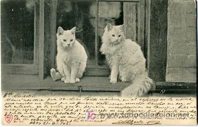 Postcards: POSTAL ILUSTRADA,   GATOS Y GATITOS,         P12670