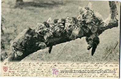 Postcards: POSTAL ILUSTRADA,   GATOS Y GATITOS,         P12671