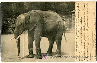 Postcards: POSTAL ILUSTRADA,   ELEFANTES Y ELEFANTITOS         P12673
