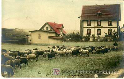 Cartes Postales: POSTAL ILUSTRADA,   OVEJAS Y OVEJITAS          P12674