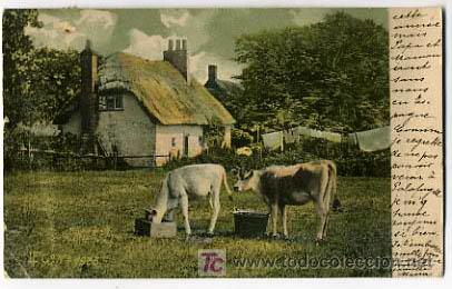 Postcards: POSTAL ILUSTRADA, VACAS Y VAQUITAS          P12677
