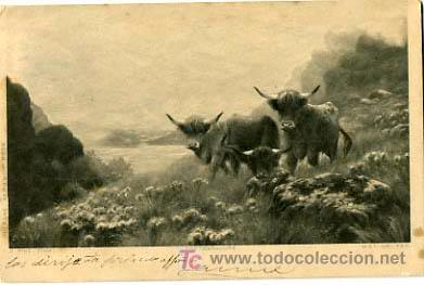 Postcards: POSTAL ILUSTRADA,  TOROS Y TORITOS           P12682