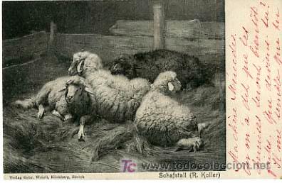 Postcards: POSTAL ILUSTRADA, OVEJAS Y OVEJITAS           P12693