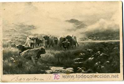 Postcards: POSTAL ILUSTRADA, TOROS Y TORITOS            P12694