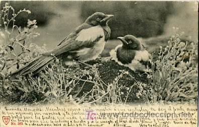 Postcards: POSTAL ILUSTRADA, PAJAROS Y PAJARITOS P12697