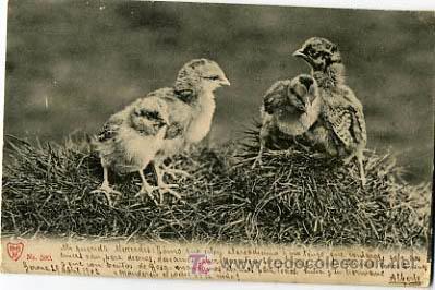 Postcards: POSTAL ILUSTRADA, PAJAROS Y PAJARITOS P12698