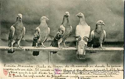 Postcards: POSTAL ILUSTRADA, PAJAROS,PAJARITOS P12702