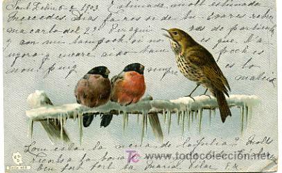 Postcards: POSTAL ILUSTRADA, PAJAROS,PAJARITOS P12702BIS