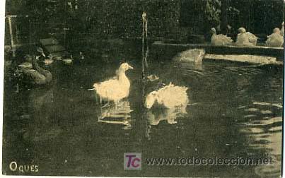 Postcards: POSTAL ILUSTRADA,  OCAS      P12704
