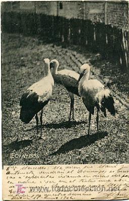 Postcards: POSTAL ILUSTRADA,  CIG&Uuml;E&Ntilde;AS, CIG&Uuml;E&Ntilde;ITAS   P12715
