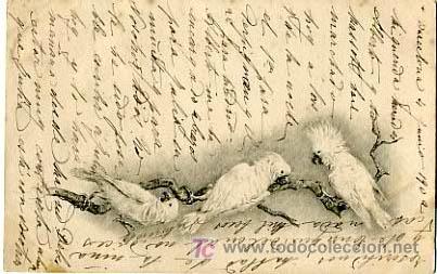Postcards: POSTAL ILUSTRADA, PAJAROS, PAJARITOS P12721