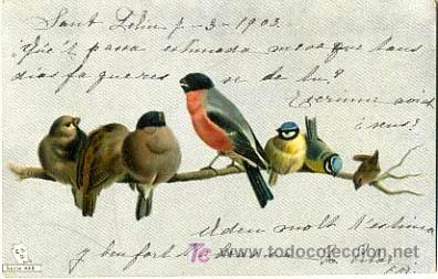 Postcards: POSTAL ILUSTRADA, PAJAROS, PAJARITOS P12725