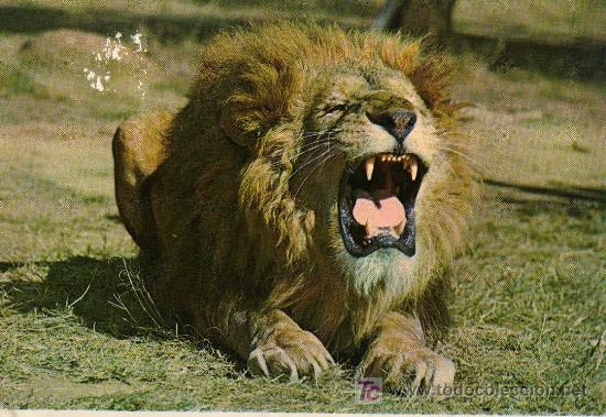 Postales: POSTAL DE UN LEON - Foto 1