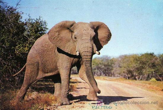 Postales: POSTAL ELEFANTE - Foto 1