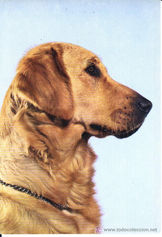 Postcards: Postal perro raza Golden Retrevier