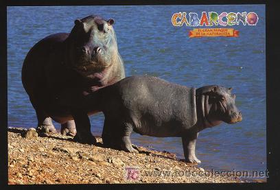 Postales: postal animales ( cabarceno ) - Foto 1