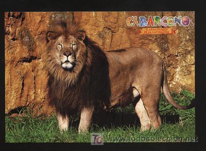 Postales: postal animales ( cabarceno ) - Foto 1
