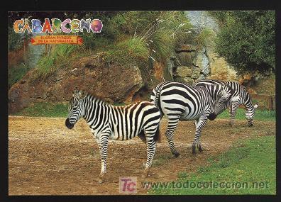 Postales: postal animales ( cabarceno ) - Foto 1