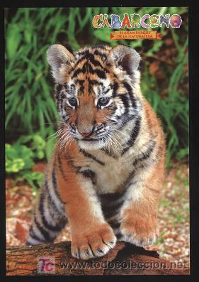 Postales: postal animales ( cabarceno ) - Foto 1