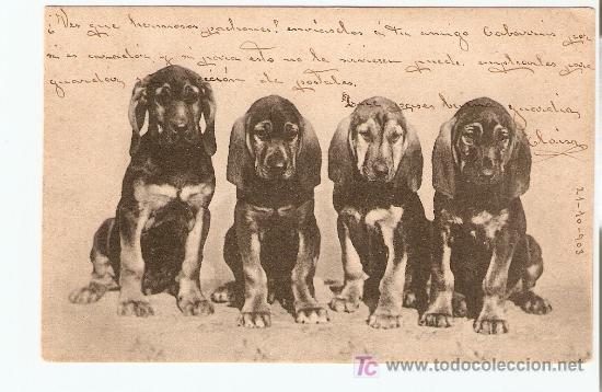 Postcards: Postal de perros  1903