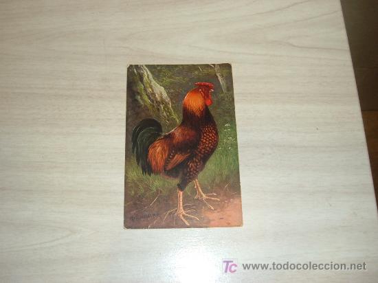 Postcards: postal de gallo,t s n