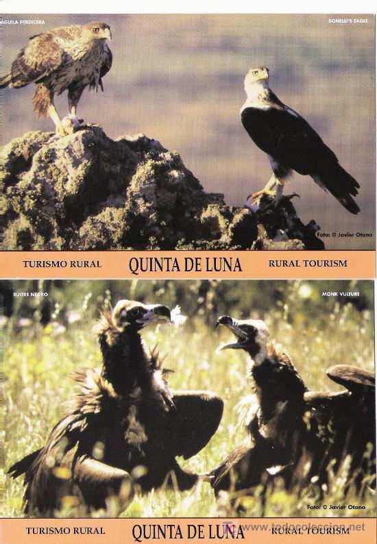 Postcards: Postales de animales (quinta de luna)