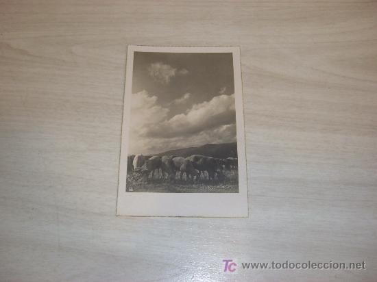 Cartes Postales: postal fotografica reba&ntilde;o de ovejas