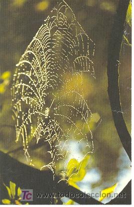Postales: 7-2ay91. Postal Tela de ara&ntilde;a