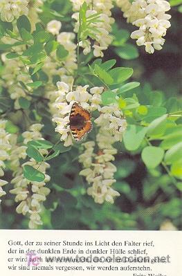 Postales: 7-2ay97. Postal Mariposa - Foto 1