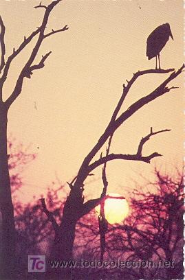 Postcards: 7-2ay98. Postal Cigue&ntilde;a y atardecer