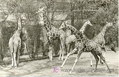 Cartes Postales: 7-2ay102. Postal Girafas.