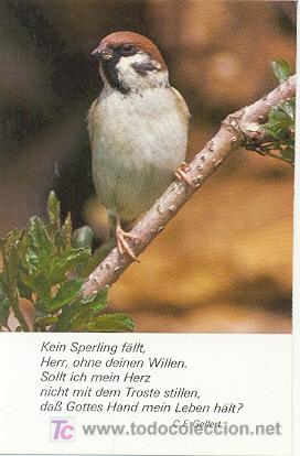Postcards: 7-2ay108. Postal p&aacute;jaro en una rama