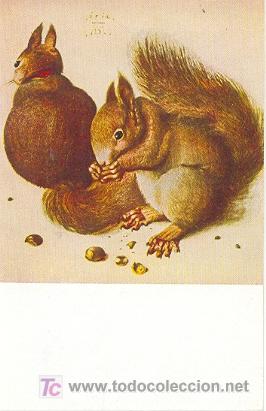 Postales: 7-2ay110. Postal Ardilla comiendo