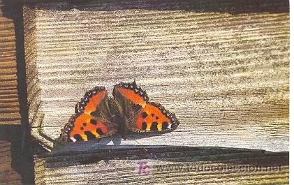 Postcards: 7-2ay116. Postal Mariposa