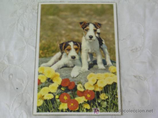 Postcards: **ANTIGUA POSTAL CON 2 SIMPATICOS PERRITOS,(A&Ntilde;OS 50)&iexcl;&iexcl;&iexcl;ESPECIAL COLECCIONISTAS!!!