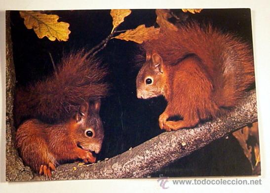 Postcards: 2-EICHHORNCHEN.No circulada.