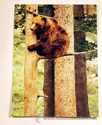 Postcards: 24-BRAUNBAR-FOTO IGNO CZIMMECK.No circulada.