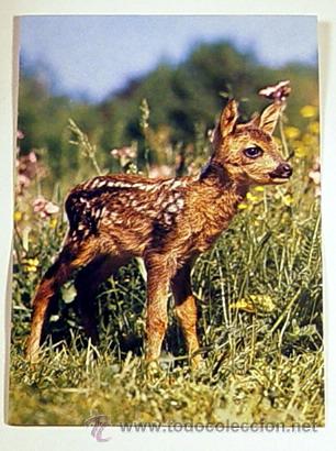 Postcards: 1-REHKITZ-FOTO ADOLF SCHMIDECKER.No circulada.