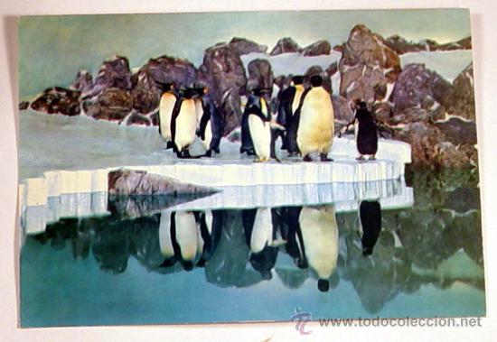 Postcards: ZOO FRANKFURT-PINGUIN-ANLAGE IM EXOTARIUM.No circulada.