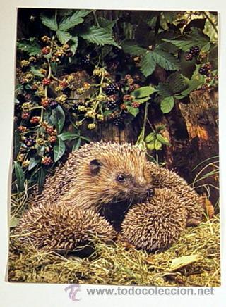 Postcards: 30-IGEL MIT JUNGE-FOTO REINHARD/ZEFA.No circulada.