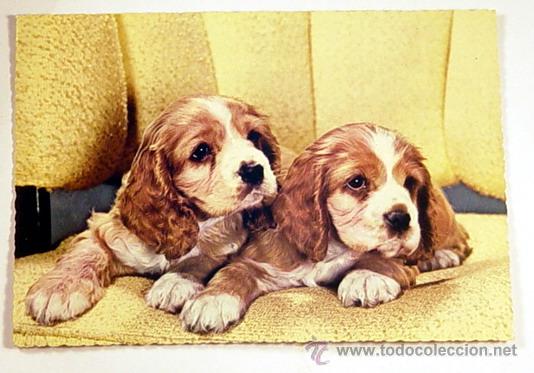 Postcards: BONITA POSTAL DE PAREJA DE PERRITOS.Esta escrita en el a&ntilde;o 66.