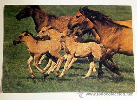 Postcards: 40-WILDPFERDE IN DULMEN-FOTO BORDIS/MURITIUS.No circulada.