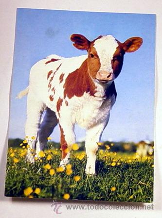 Postcards: 2-KALB-FOTO ROLF HINZ.No circulada.