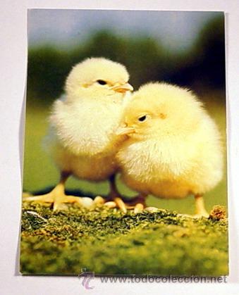 Postcards: 26-HUHNERKUKEN-FOTO ADOLF SCHMIDECKER.No circulada.