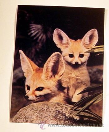 Postcards: ZOO FRANKFURT-GRZMEK-HAUS.No circulada.