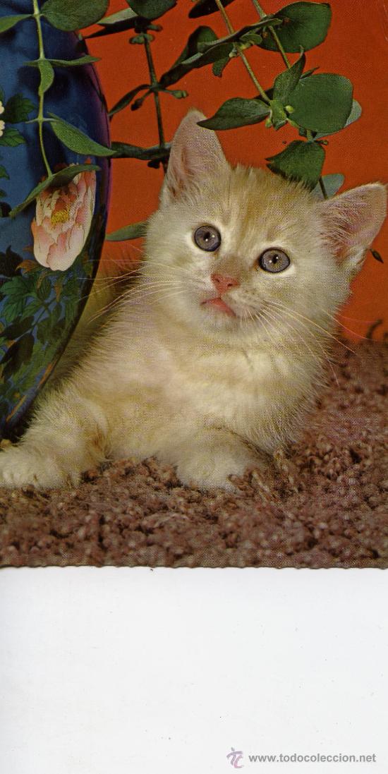 Postales: GATITO - Foto 1